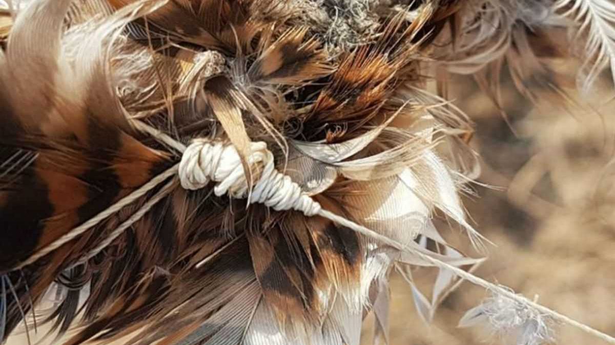 PETA condena el uso de halcones como armas de guerra por Hamas