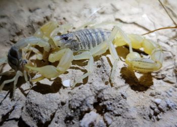 Una guía sobre escorpiones para excursionistas en Israel
