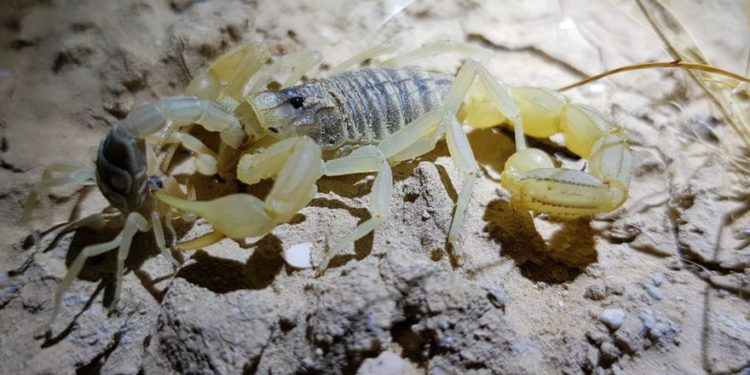 Una guía sobre escorpiones para excursionistas en Israel