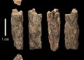 El Santo Grial de la Evolución: Híbrido de madre Neanderthal y padre Denísova encontrado en Siberia