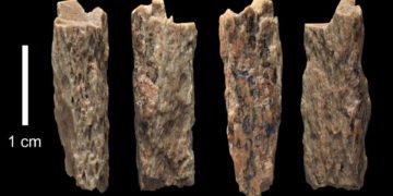 El Santo Grial de la Evolución: Híbrido de madre Neanderthal y padre Denísova encontrado en Siberia