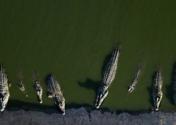 Israel se enfrenta al problema de tener 700 cocodrilos varados en el Valle del Jordán