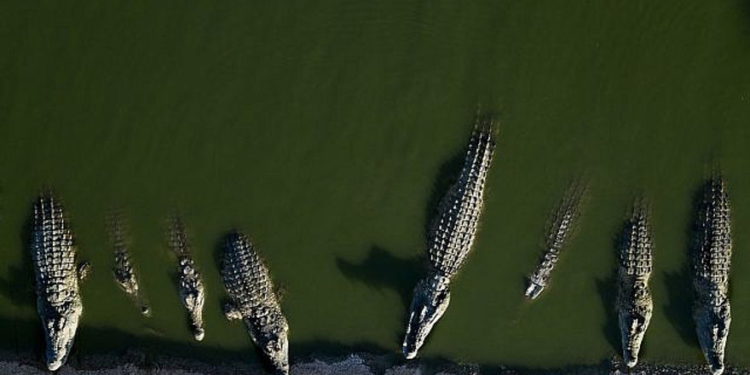 Israel se enfrenta al problema de tener 700 cocodrilos varados en el Valle del Jordán