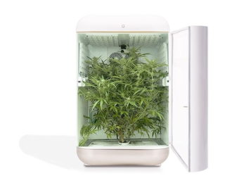 Empresas israelíes se unen para crear kits para cultivar cannabis medicinal en el hogar