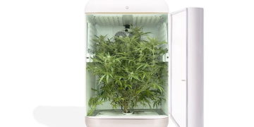 Empresas israelíes se unen para crear kits para cultivar cannabis medicinal en el hogar