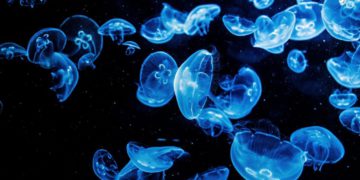 Un enjambre de medusas. Foto de Kiara Sztankovics en Unsplash