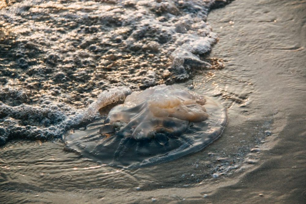 Una medusa en la orilla. Foto de Porapak Apichodilok de Pexels