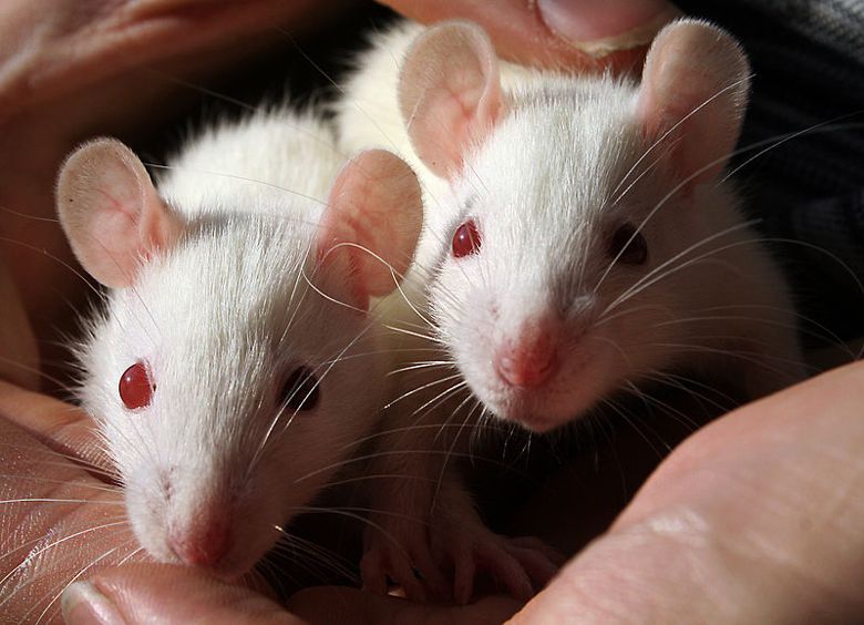 ratones de laboratorio, cortesía de Sarah Fleming, Flickr