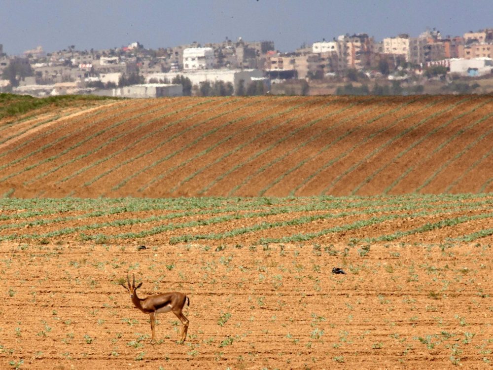 Una gacela en Israel moderno: Todavía kosher \ Eliyahu Hershkovitz