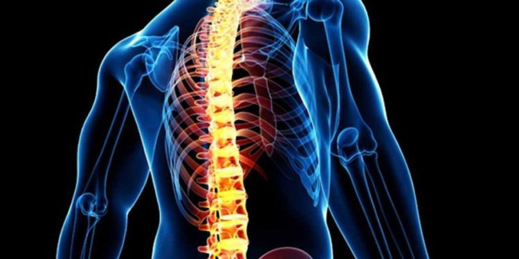 Estudio israelí encuentra una solución para la recuperación de lesiones en la médula espinal