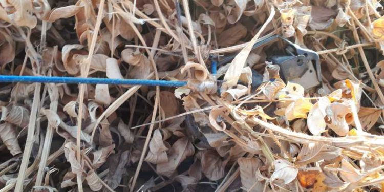 Globo que llevaba granada es encontrado cerca de la frontera de Gaza