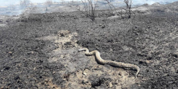 Agricultores presentarán demanda por crímenes de guerra contra Hamas por incendios