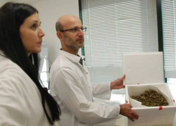 Israel y Canadá se destacan por sus nuevos lazos médicos de cannabis