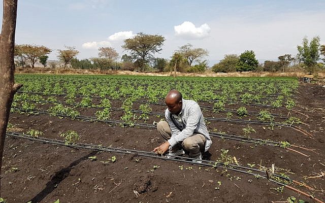 Un agricultor en Butajira, al sur de Etiopía, atiende su campo, que estaba equipado con un sistema de riego por goteo israelí luego de recibir un préstamo de Tikkun Olam Ventures. (cortesía de JDC)