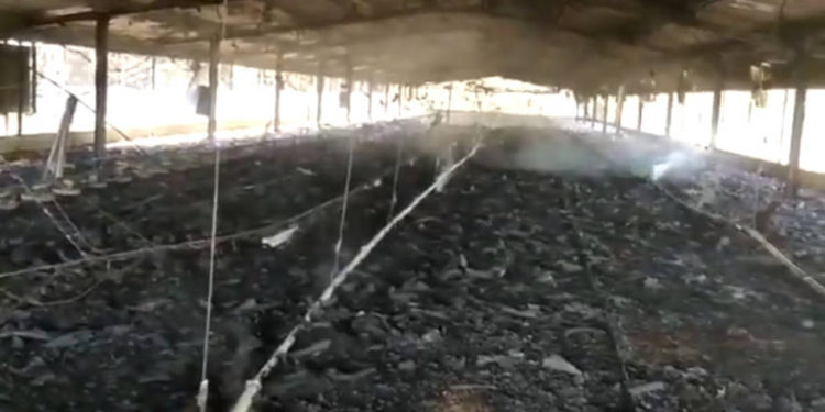 Árabes incendian miles de aves vivas en una granja israelí