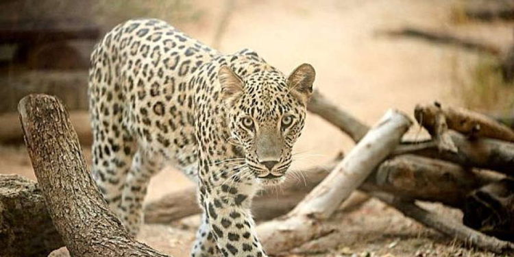 El leopardo persa más nuevo de Ramat Gan Safari visto el 11 de octubre de 2018. (Ramat Gan Safari, cortesía)