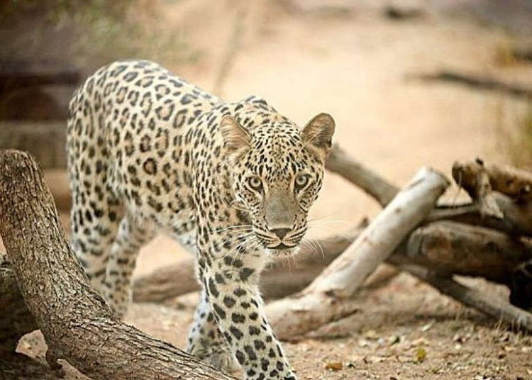 El leopardo persa más nuevo de Ramat Gan Safari visto el 11 de octubre de 2018. (Ramat Gan Safari, cortesía)