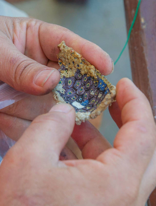 Fragmento de un bol de vidrio hecho en Egipto o Siria, encontrado en el naufragio de Antikythera Brett Seymour / EUA / ARGO