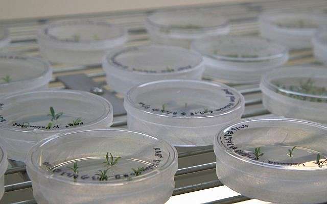 Esta fotografía ilustrativa del 27 de septiembre de 2018 muestra placas de Petri con plántulas de cítricos que se utilizan para la investigación de edición de genes en la Universidad de Florida en Lake Alfred, Florida. (AP / Federica Narancio)