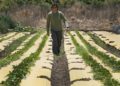 Dotan Goshen, el propietario de una bio-granja en el kibutz de Hama'apil, en el centro de Israel, camina entre hileras de vegetales en su granja orgánica de frutas y vegetales el 8 de mayo de 2017 (AFP PHOTO / JACK GUEZ)
