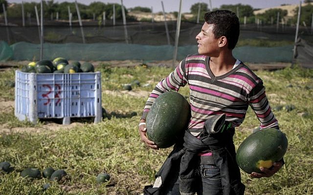 Un agricultor palestino recolectando sandías en el sur de la Franja de Gaza el 9 de mayo de 2015. (Abed Rahim Khatib / Flash90)