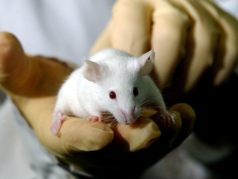 Un ratón de laboratorio. “Creo que es más fácil culpar a los ratones que preguntar dónde nos hemos equivocado”, dice Inna Slutsky. Crédito: NATACHA PISARENKO / ASSOCIATED P