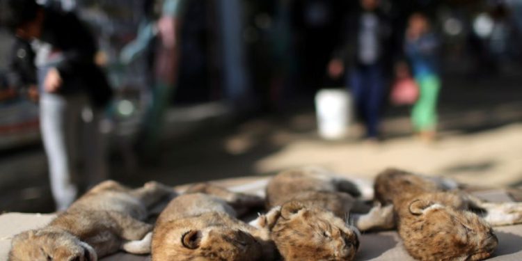 Los cuerpos de cuatro cachorros de león que murieron en un zoológico se ven en el sur de la Franja de Gaza, el 18 de enero de 2019.. (Crédito de la foto: IBRAHEEM ABU MUSTAFA / REUTERS)