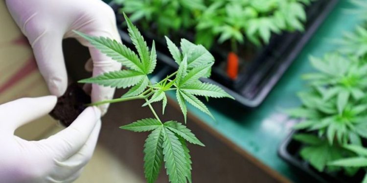 Cannabis medicinal (Foto: Shutterstock)