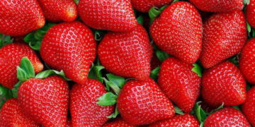 Gaza exporta el primer cargamento de fresas a Inglaterra