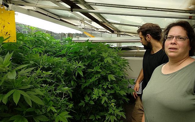 Hay alrededor de 100 plantas en diferentes etapas de crecimiento en los invernaderos del Centro Volcani, fotografiados aquí con el Dr. Dvory Namdar, el químico principal e investigador asociado y su asistente en los invernaderos de marihuana del gobierno el 27 de junio de 2018. (Melanie Lidman / Times of Israel )