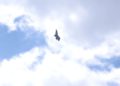 Este video del caza furtivo F-35 demuestra su impresionante maniobrabilidad