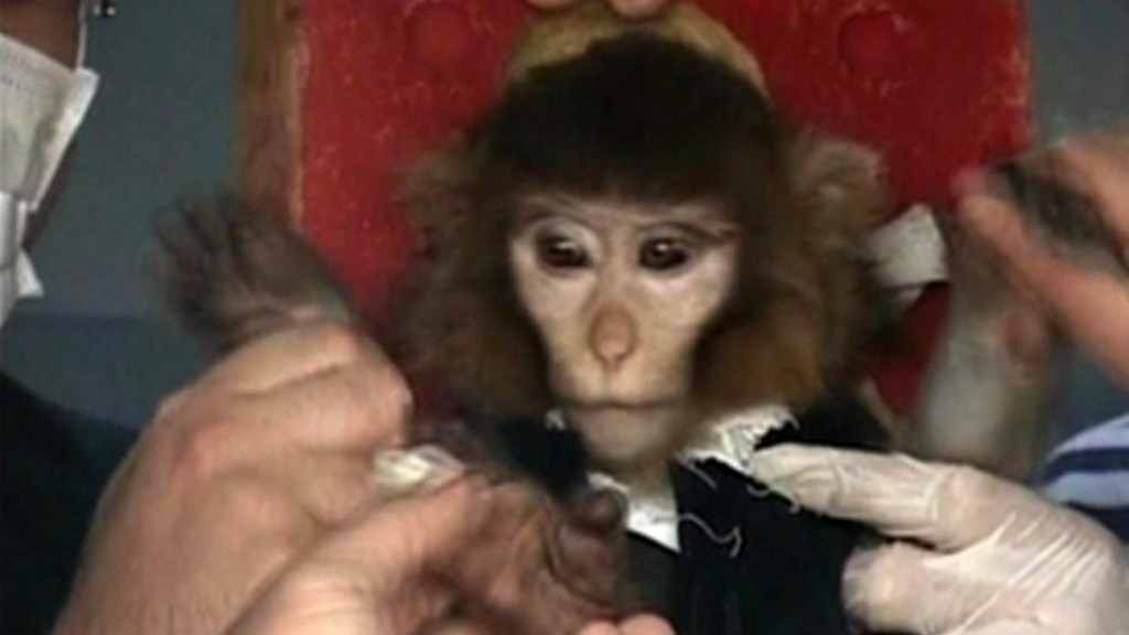 Científicos iraníes rodean a un mono antes de lanzarlo al espacio, 28 de enero de 2013 (crédito de foto: video de AP)