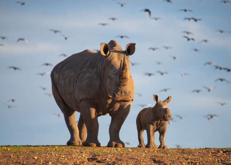 ¡Mazal Tov! Bebé rinoceronte nace en el Gan Safari de Israel