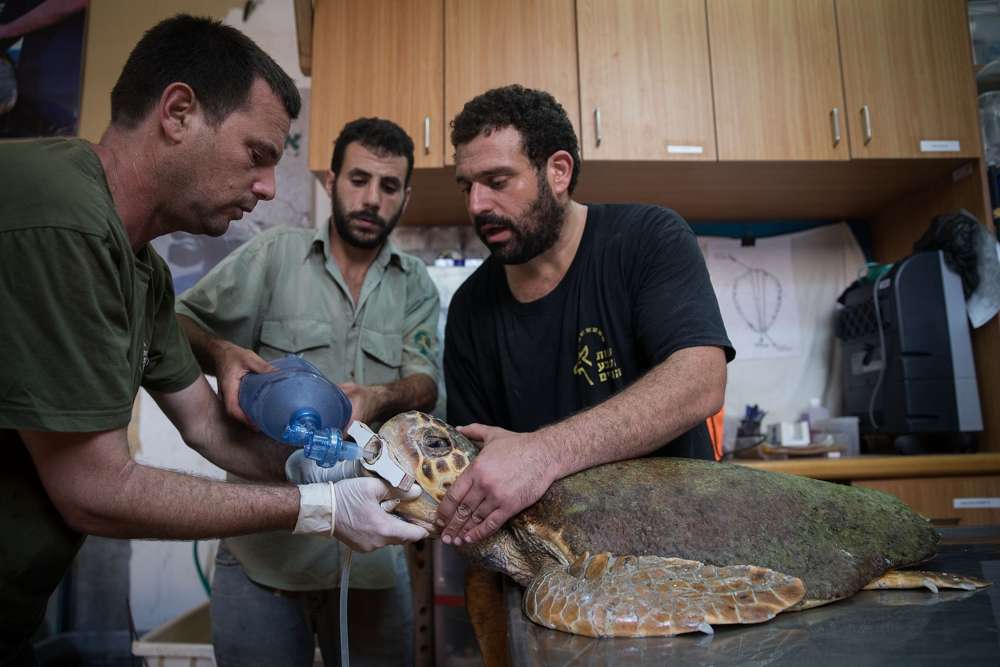 Yaniv Levy, a la izquierda, director del Centro Nacional de Rescate de Tortugas Marinas, resucita a una tortuga boba en estado crítico, en Mikhmoret, el 18 de septiembre de 2017. (Hadas Parush / Flash 90)