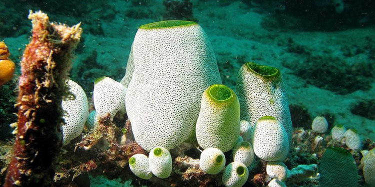 Una colonia de didemnum molle. Según los investigadores de la Universidad de Tel Aviv, los ascidianos como este han estado ingiriendo pequeñas piezas de plástico y aditivos relacionados con el plástico en el agua de mar. Crédito: Silke Baron / Wikimedia Commons.