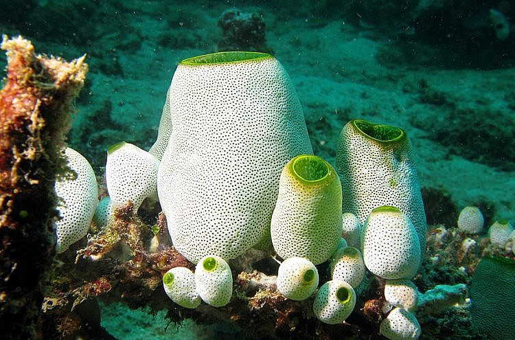 Una colonia de didemnum molle. Según los investigadores de la Universidad de Tel Aviv, los ascidianos como este han estado ingiriendo pequeñas piezas de plástico y aditivos relacionados con el plástico en el agua de mar. Crédito: Silke Baron / Wikimedia Commons.