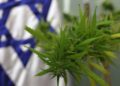 Una planta de cannabis fue llevada a la Knesset en 2009 para el Comité de Bienestar Laboral y Salud, que abordaba el tema de la marihuana medicinal. (Kobi Gideon / Flash 90)
