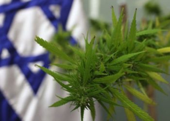 Una planta de cannabis fue llevada a la Knesset en 2009 para el Comité de Bienestar Laboral y Salud, que abordaba el tema de la marihuana medicinal. (Kobi Gideon / Flash 90)