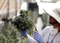Israel establecerá incubadora de alta tecnología para el desarrollo del cannabis medicinal