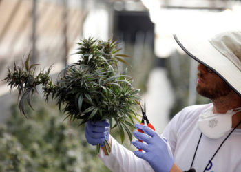 Israel establecerá incubadora de alta tecnología para el desarrollo del cannabis medicinal