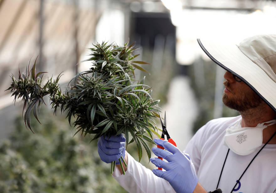 Un empleado atiende una planta de cannabis medicinal recién cosechada en Pharmocann, una compañía israelí de cannabis medicinal en el norte de Israel, el 24 de enero de 2019 .. (crédito de foto: AMIR COHEN / REUTERS)