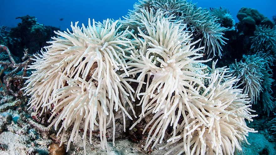 Los arrecifes de coral se vuelven blancos debido al cambio climático (Foto: Shutterstock)