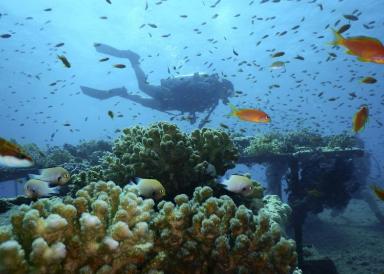 Corales en la granja de corales del Instituto Interuniversitario de Ciencias Marinas en la ciudad del mar Rojo de Eilat, sur de Israel, 17 de enero de 2019. (Instituto Interuniversitario de Ciencias Marinas / Dror Komet a través de AP)