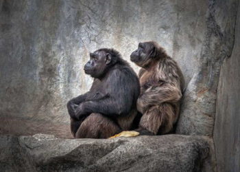 Chimpancés usan una rama para hacer una escalera y escapar del zoológico de Belfast