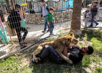 “Juega con una leona”: En la franja de Gaza promocionan al felino después de cortarle las garras