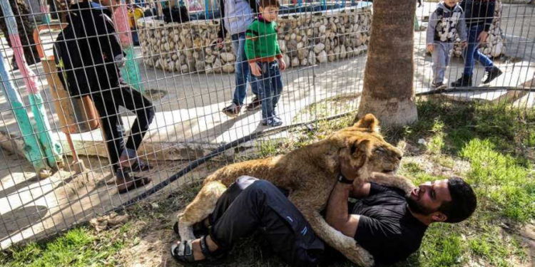“Juega con una leona”: En la franja de Gaza promocionan al felino después de cortarle las garras