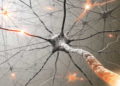 Tecnología de “nano-bala” dispara al cáncer de cerebro en la Universidad de Tel Aviv