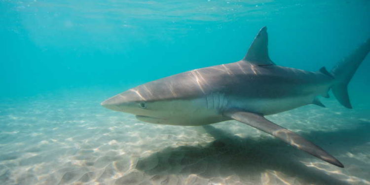 Nueva migración de tiburones a Israel abre una ventana de investigación y turismo
