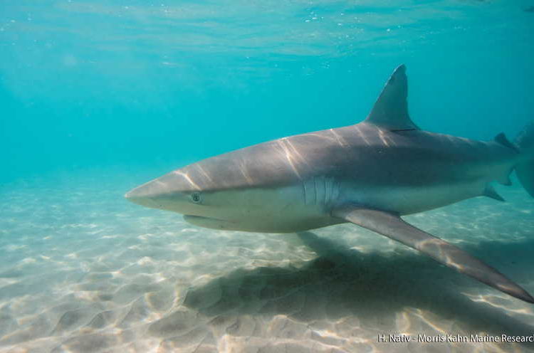 Nueva migración de tiburones a Israel abre una ventana de investigación y turismo