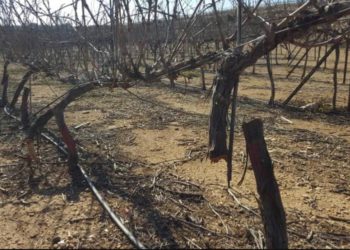 Terror y odio: árabes destrozaron cientos de viñedos en Kfar Etzion